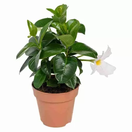 Дипладения  белая