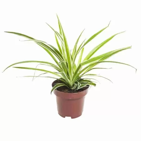 Хлорофитум Вариегата