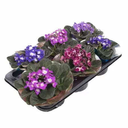 Фиалка Тренди