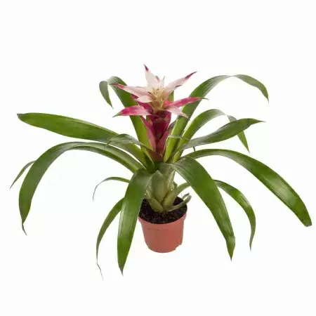 Гузмания Триколор