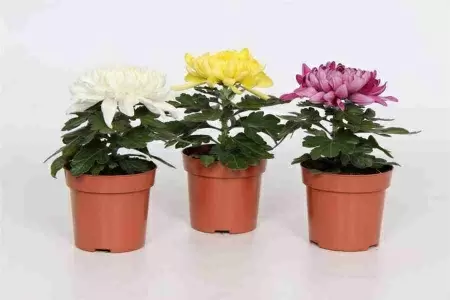 Хризантема Космо микс фото