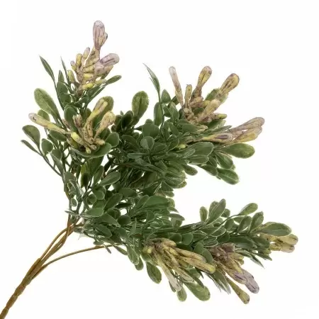 Барбарис искусственный