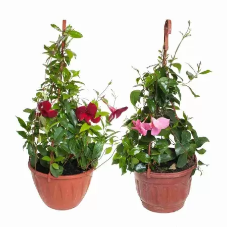 Дипладения ампельная