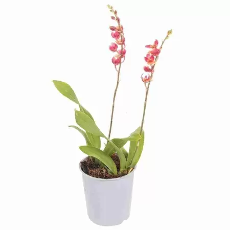 Ховеара Сансет 2 ст