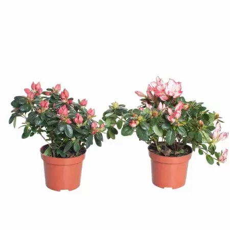 Азалия индика Биколор