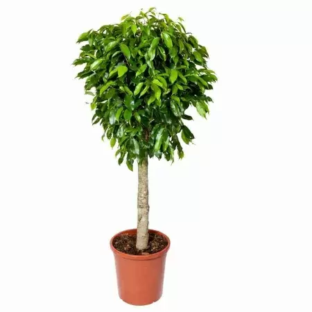 Фикус бенджамина Колумнар штамбовый