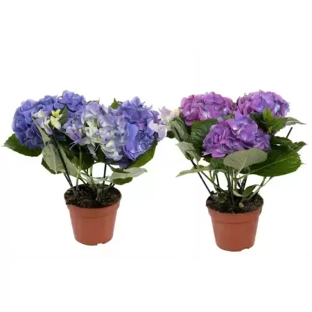 Гортензия Бела крупнолистовая