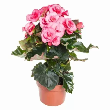 Бегония элатиор розовая