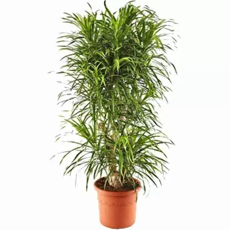 Гортензия Бела крупнолистовая фото