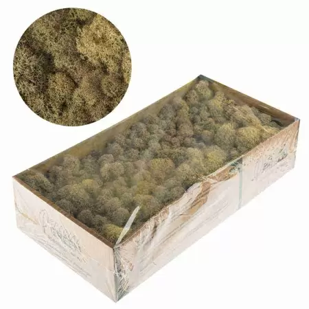 Мох стабилизированный кремовый