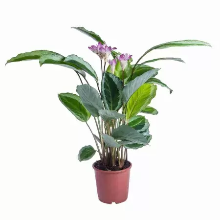 Калатея Бикажо Кобра