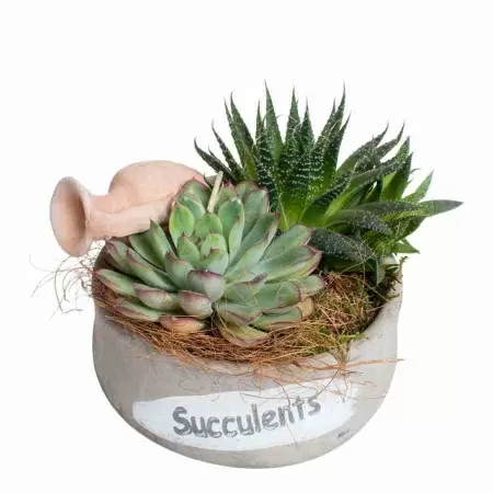 Гастерия Флоу фото