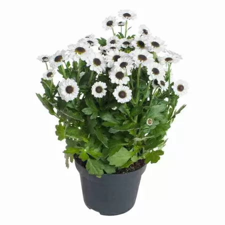 Хризантема Инь И Янь