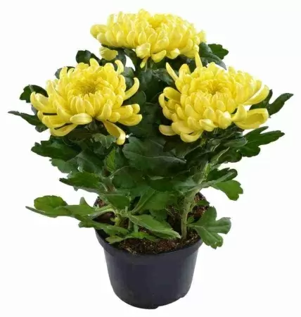 Хризантема зембла жёлтая фото