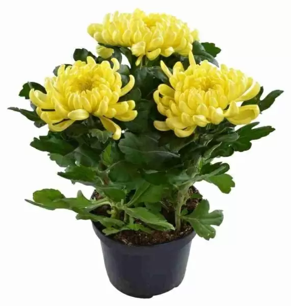 Хризантема зембла жёлтая