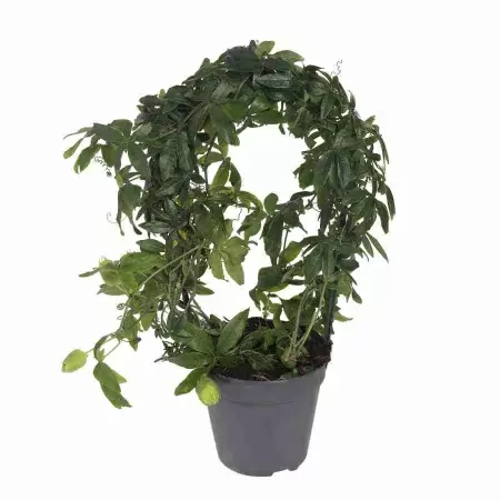 Пассифлора Бразильская маракуйя