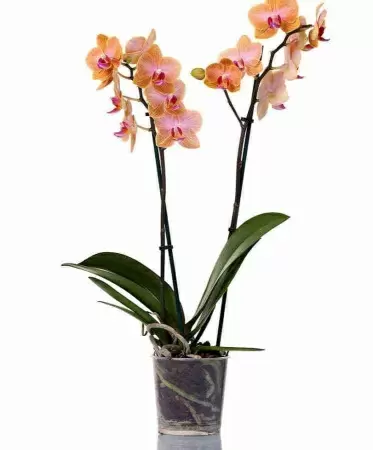 Фаленопсис Равелло  Фаленопсис Равелло