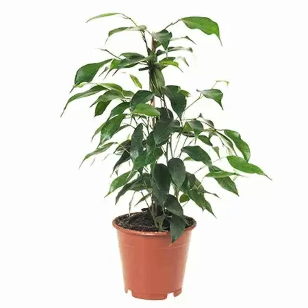 Фикус бенджамина Даниэль