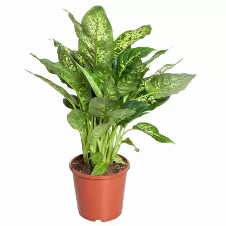 Аглаонема Роял Даймонд