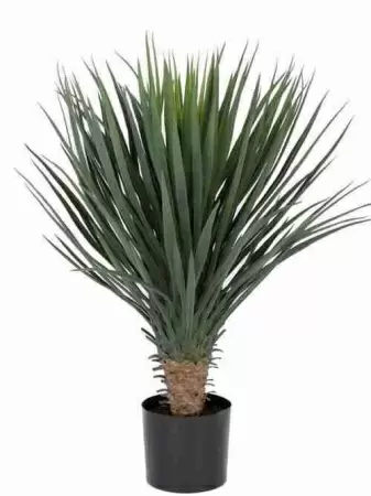 Юкка Рострата