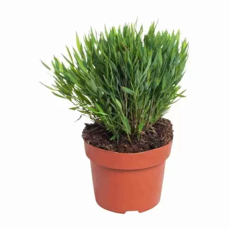 Погонотерум Моника