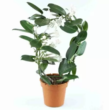 Стефанотис Стефанотис