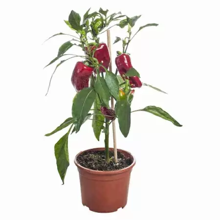 Перец Паприка