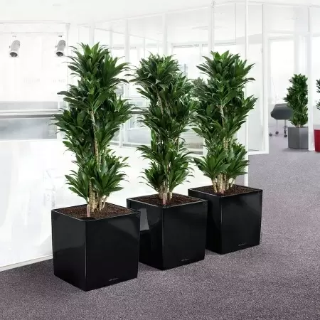 Кашпо Lechuza Cube