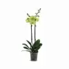 Фаленопсис Желтый 2 ствола