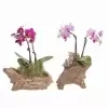 Фаленопсис Мини Микс