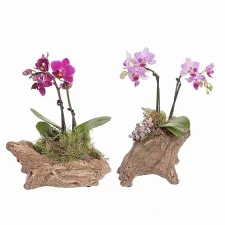 Фаленопсис Мини Микс