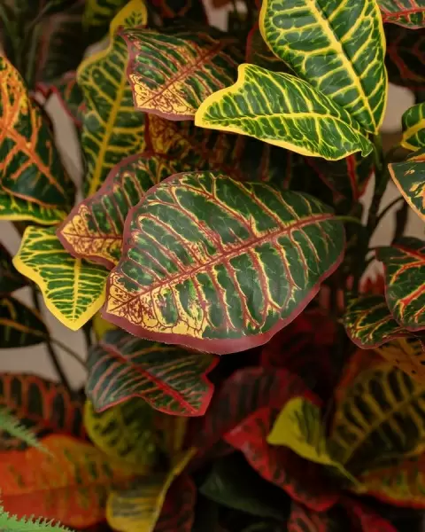 Кротон искусственное дерево