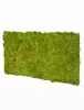 Панель из стабилизированного мха, фисташковый