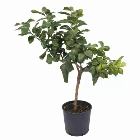 Цитрус Лимон Пикколо