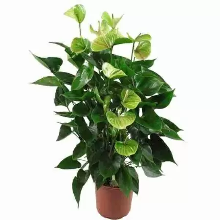 Антуриум Андрианум Ягуар Грин