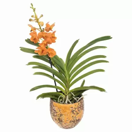 Ванда оранжевая