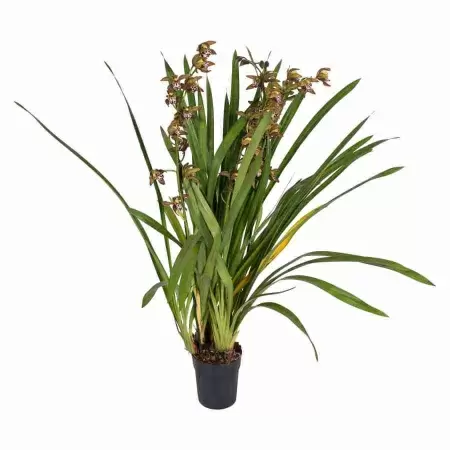 Цимбидиум Мэджик Чоколейт 