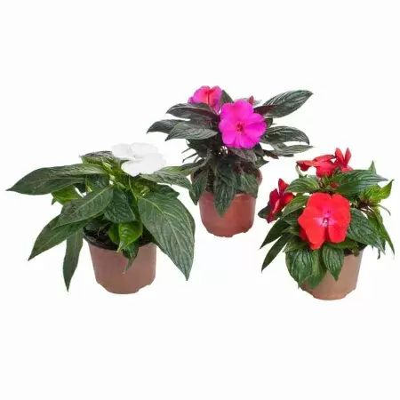 Импатиенс  микс