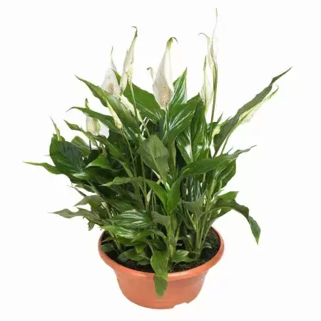 Спатифиллум Свит Бенито