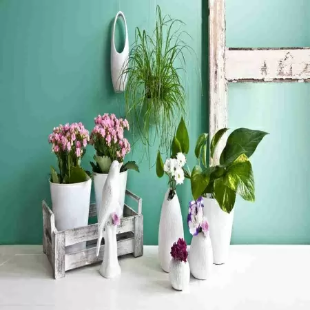 Каланхоэ Питон