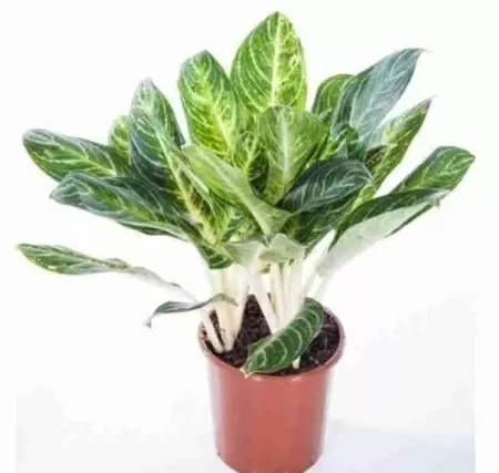 Аглаонема Кей Лайм фото