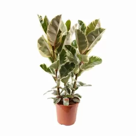 Фикус каучуконосный (эластика) Тинеке 3 ст Фикус каучуконосный (эластика) Тинеке 3 ст