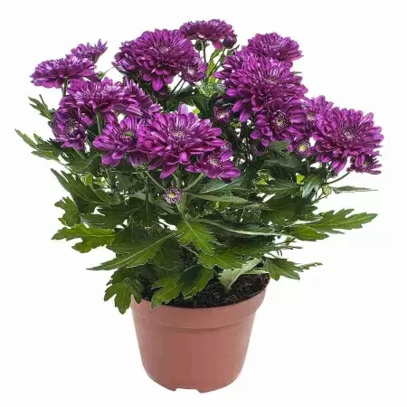 Хризантема махровая пурпурная