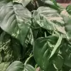 Сциндапсус ампельный искусственный