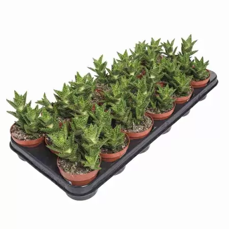 Алоэ колпачковидное