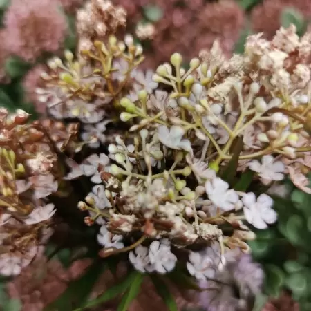 Вереск искусственный