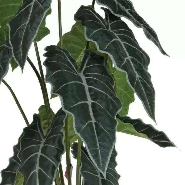 Алоказия искусственная