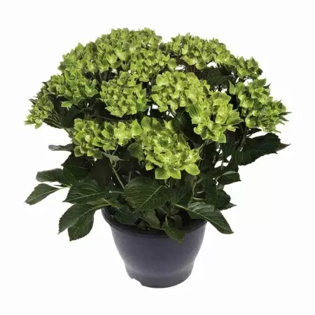 Гортензия Лайм