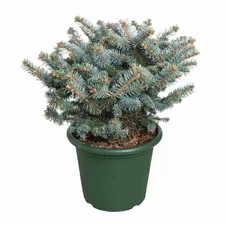 Ель голубая