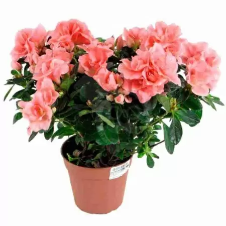 Азалия индика коралл